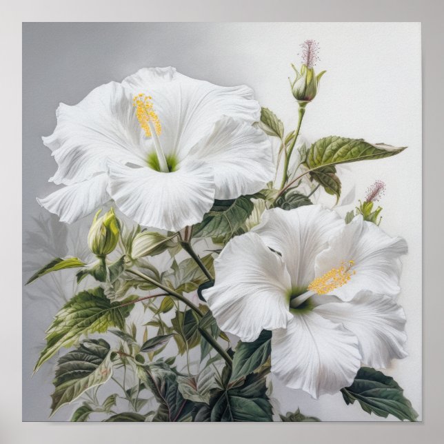 Poster de Impressão de Flor Branco Hibiscus (Frente)
