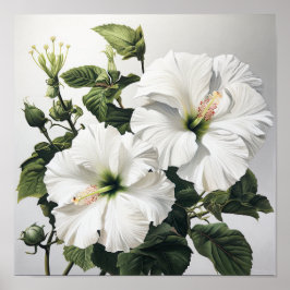 Poster de Impressão de Flor Branco Hibiscus