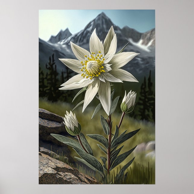 Poster de Impressão de Flor Edelweiss Branco (Frente)