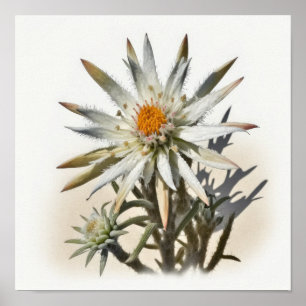 Poster de Impressão de Flor Edelweiss Branco