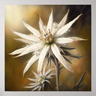 Poster de Impressão de Flor Edelweiss Branco