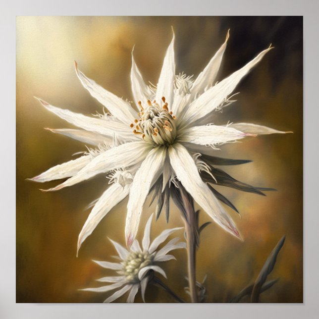 Poster de Impressão de Flor Edelweiss Branco (Frente)