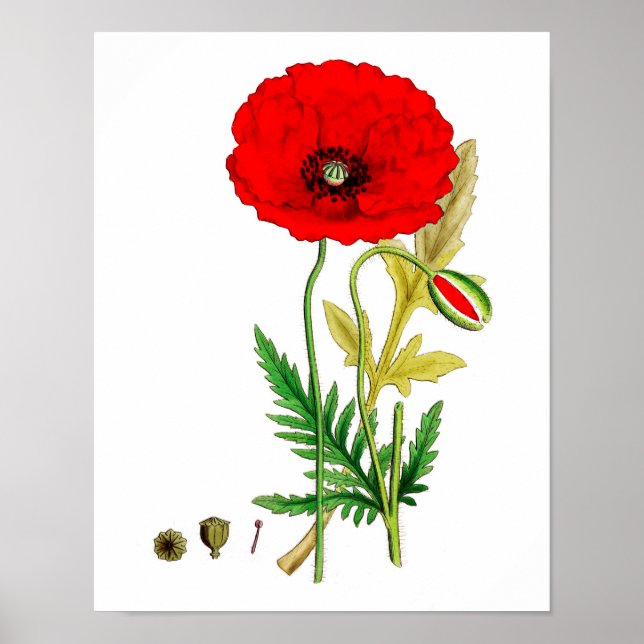 Poster de impressão de Flor Vermelho Poppy nº 8 (Frente)