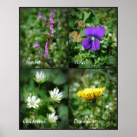 poster de infestantes comestíveis bonito