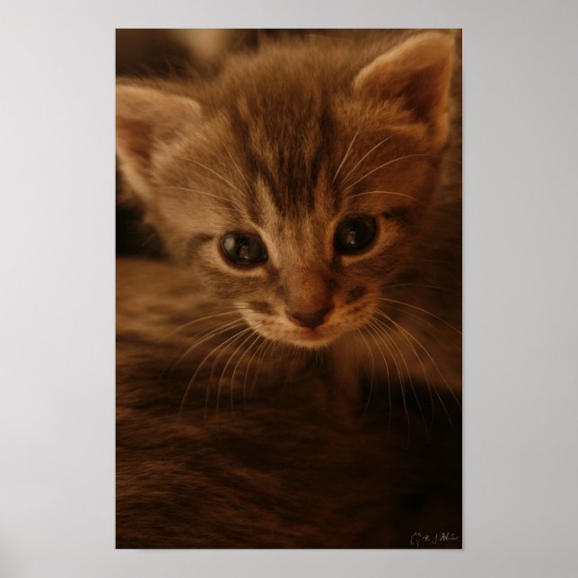 Poster de inocência (Frente)