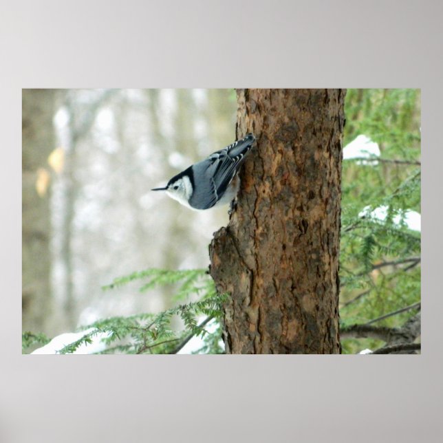 Poster de inverno de batata branca (Frente)