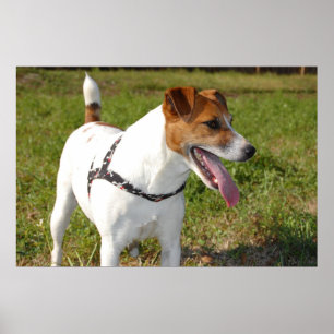 Poster de Jack Russell Terrier
