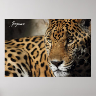 Poster de Jaguar
