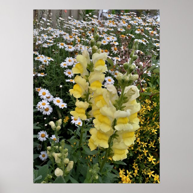Poster de Jardim de Flores Amarelo (Frente)