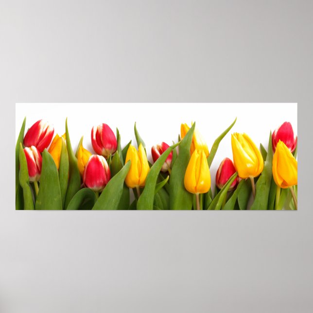 Poster de Jardim Tulip (Frente)
