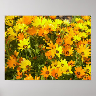 Poster de Joie de Vivre (1)