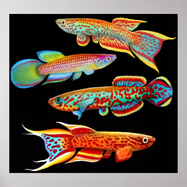 Poster de Killifish Colorido (Frente)