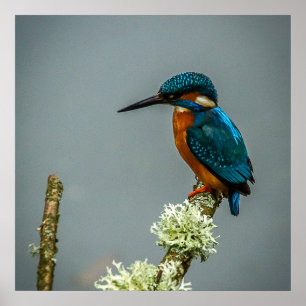 Poster de Kingfisher/Impressão