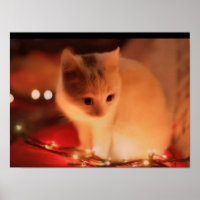 Poster de Kitten Persa - Pele Suave e Olhos Grande