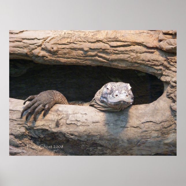 Poster de Komodo (Frente)