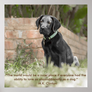 Poster de Labrador Cuppy com Cotação Inspiracion