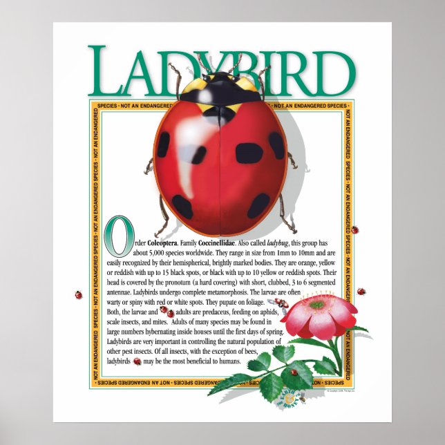 Poster de Ladybird (Frente)