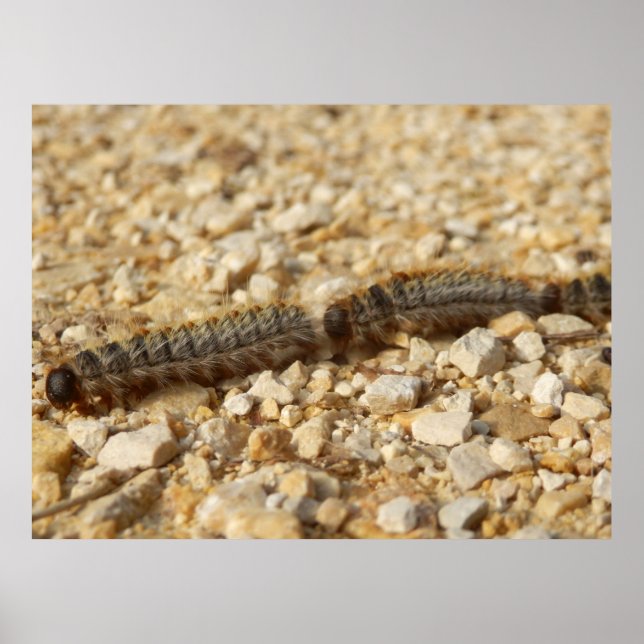 Poster de lagartas de caterária (Frente)