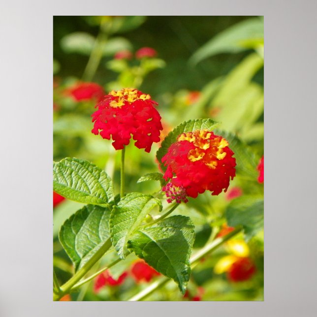 POSTER DE LANTANA VERMELHA (Frente)
