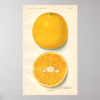 Poster de Laranjas Vintage