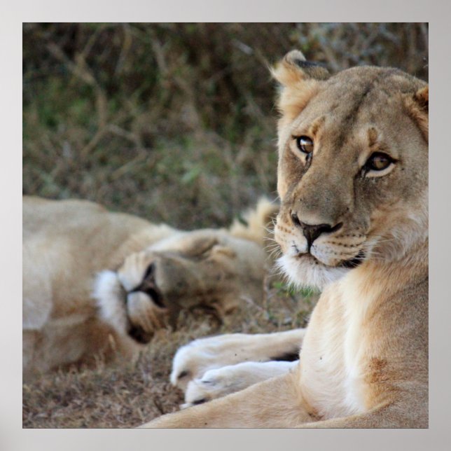Poster de leão (Frente)