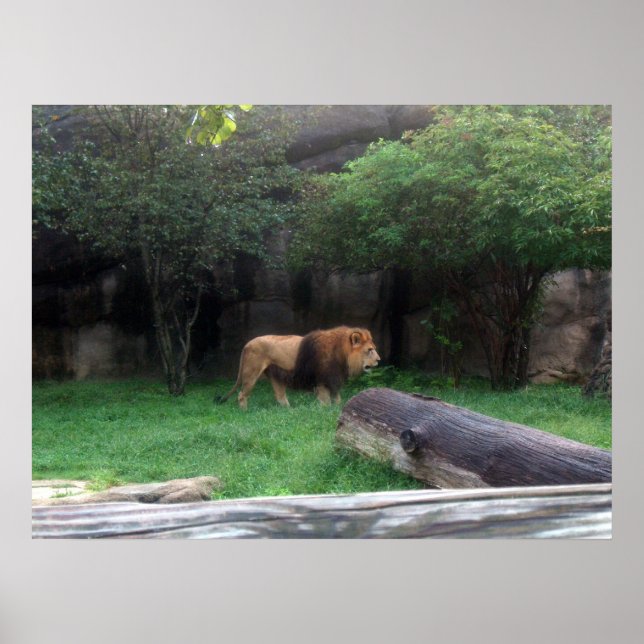 Poster de leão (Frente)