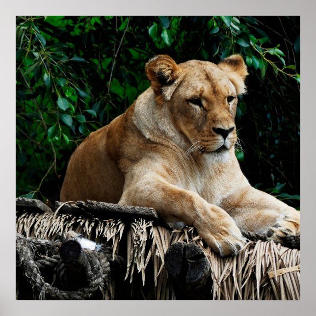 Poster de leão (Frente)