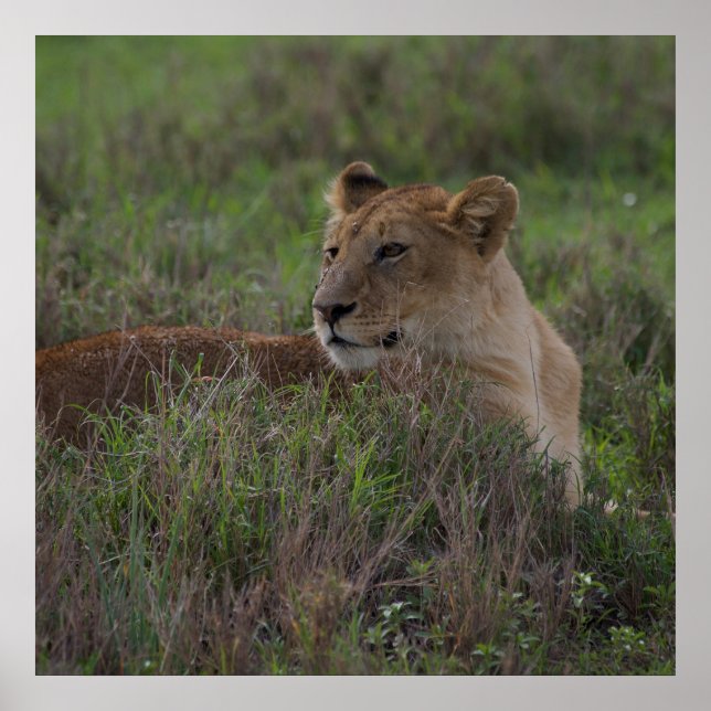 Poster de leão (Frente)