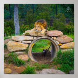 Poster de Leão Assinado