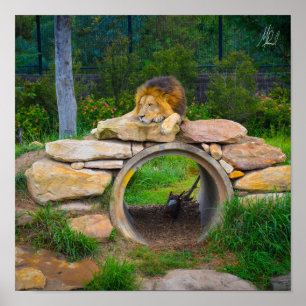 Poster de Leão Assinado