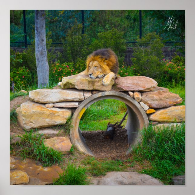 Poster de Leão Assinado (Frente)