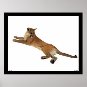 Poster de Leão de Montanha