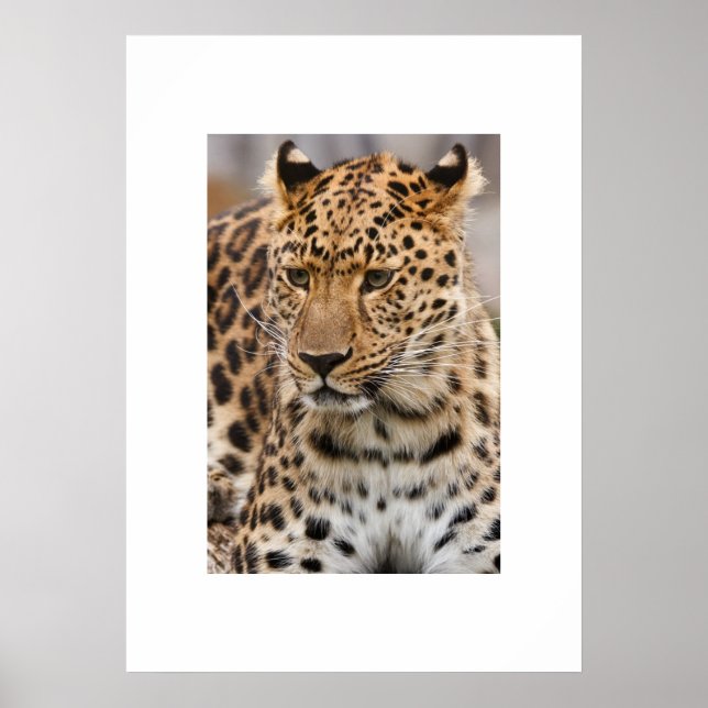 Poster de Leopardo (Frente)