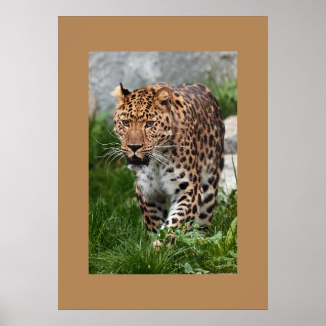 Poster de Leopardo (Frente)