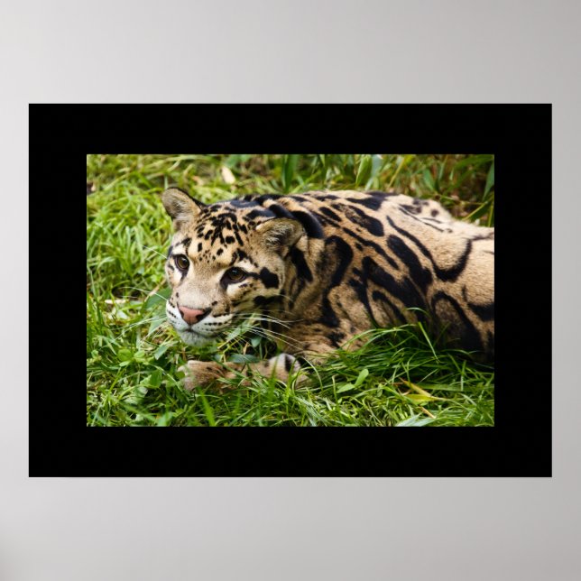 Poster de Leopardo (Frente)