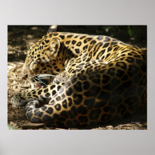 Poster de Leopardo
