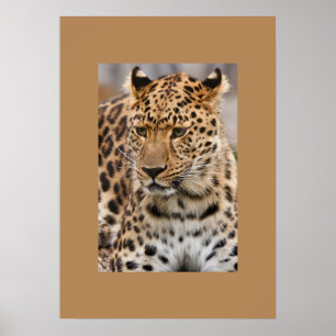 Poster de Leopardo