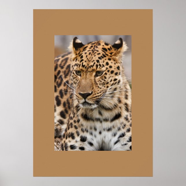Poster de Leopardo (Frente)