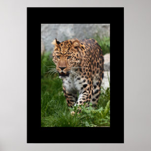 Poster de Leopardo