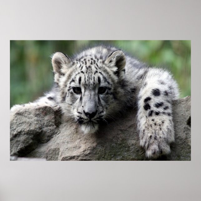 poster de Leopardo Branco (Frente)