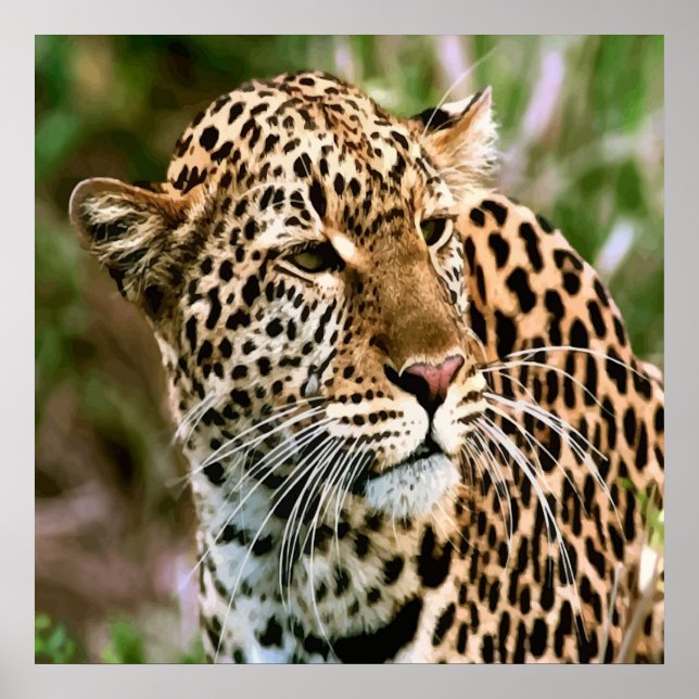 Poster de Leopardo com véu (Frente)