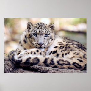 Poster de leopardo-da-neve