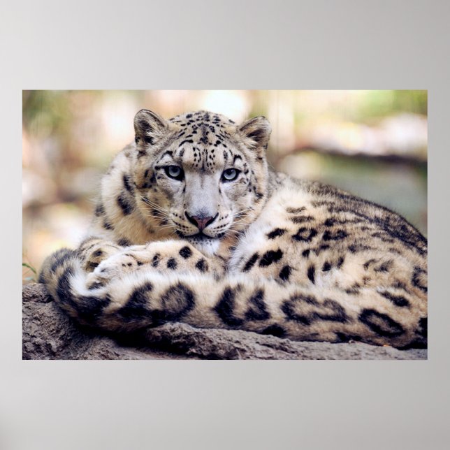Poster de leopardo-da-neve (Frente)