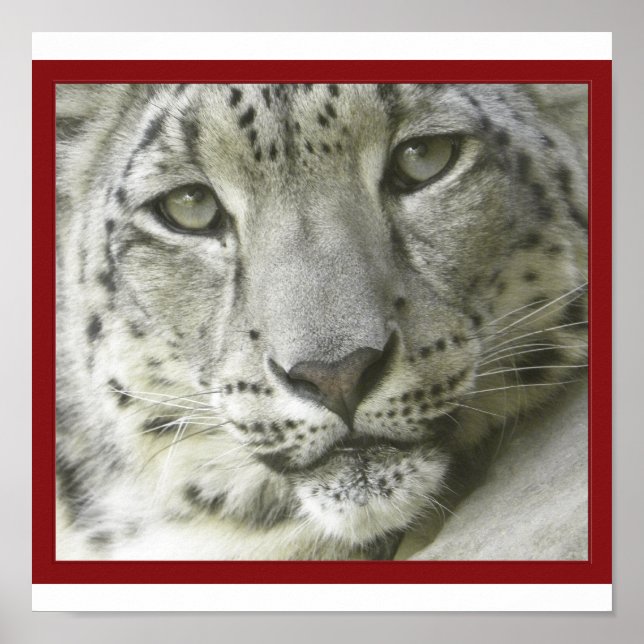 Poster de Leopardo de Neve (Frente)