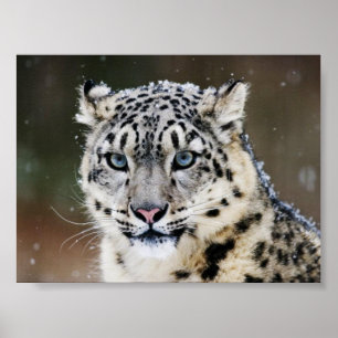 Poster de Leopardo de Neve