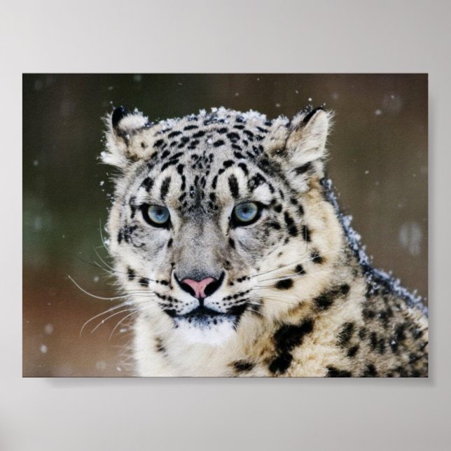 Poster de Leopardo de Neve (Frente)
