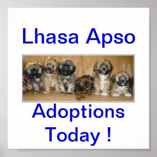 Poster De Lhasa Apso do cão das adopções sinais hoje