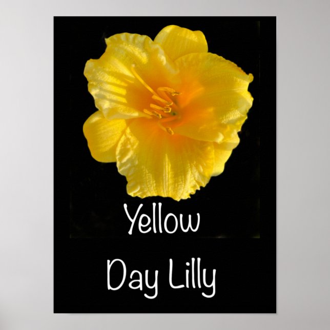 Poster de Lilly do Dia Amarelo 12"x16" (Frente)