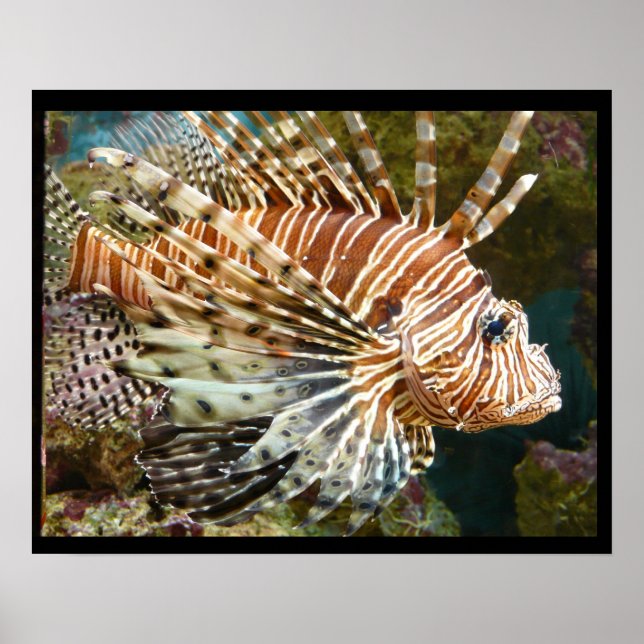 Poster de lionfish (Frente)