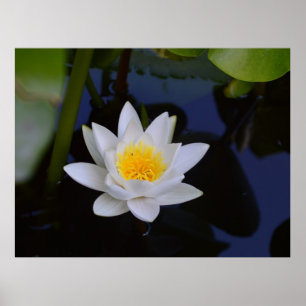 Poster de Lotus Branco